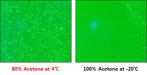 Acetone fixation conditions test results