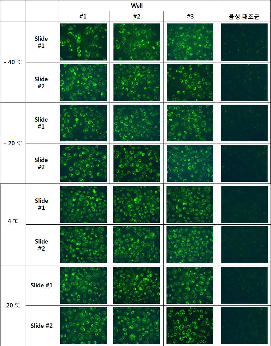 The short-term stability test results of antigen slides