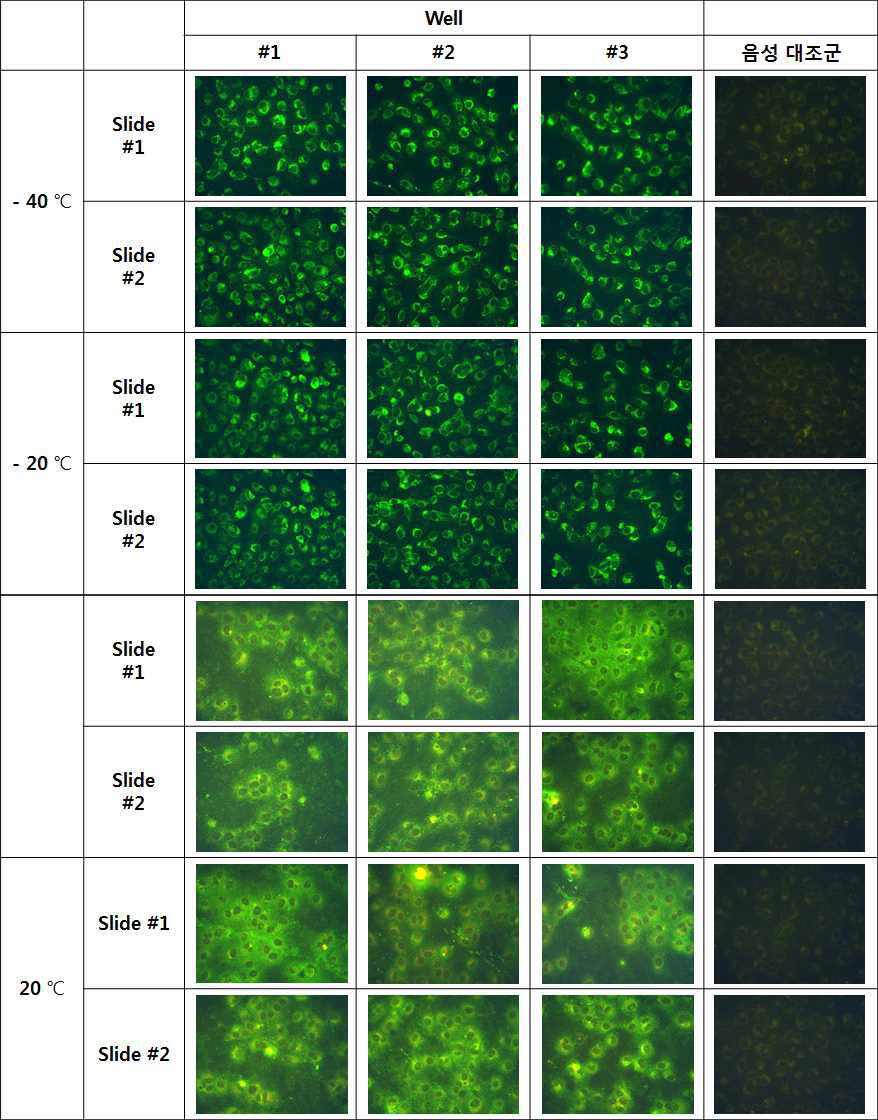 The short-term stability test results of antigen slides