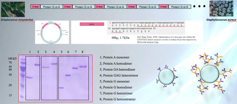 기능성 ligand로서의 protein G/A multimer 제작 및 자성비드와의 작용개념도