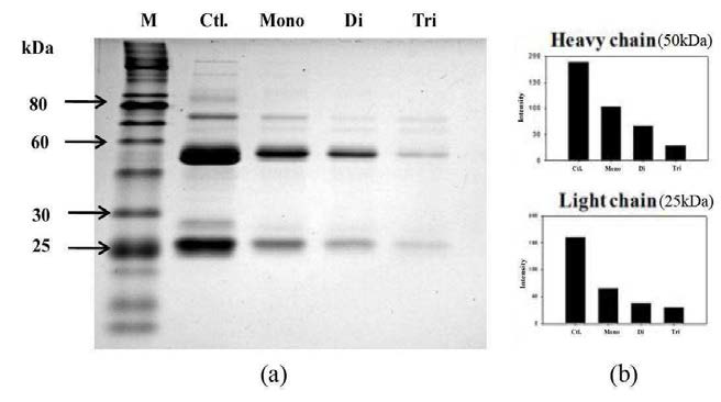 Protein G monomer, dimer, trimer와 mouse IgG와의 결합 효율의 SDS-PAGE 결과