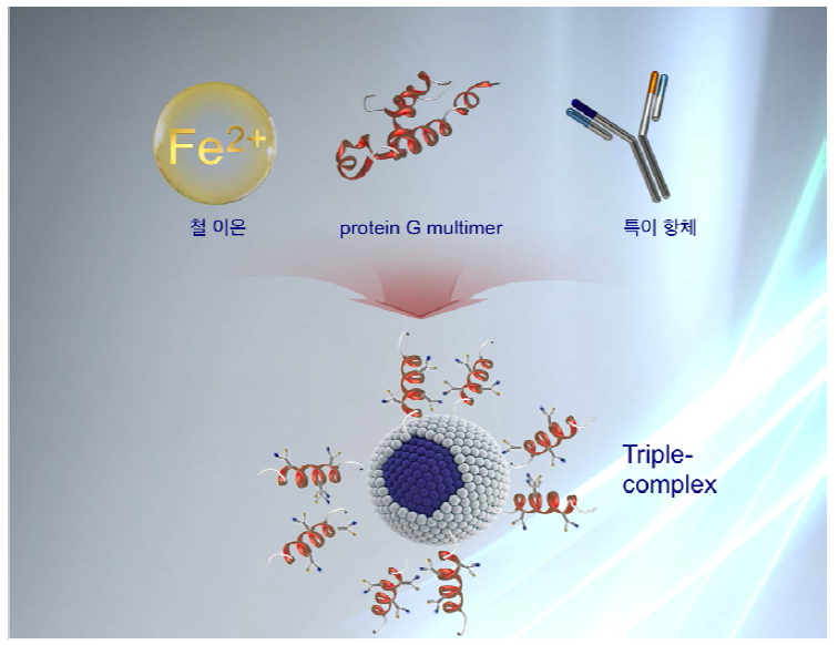 삼중복합체 (triple-complex) 모식도