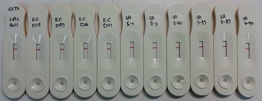 0.85% NaCl, 대장균 4종, 살모넬라균 6종의 현탁액을 사용한 반응검사결과