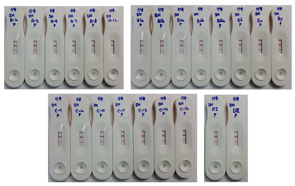 세균성이질 임상분리균주 23종 양성반응 검사결과 (2015년도 질병관리본부 신규분양 균주)
