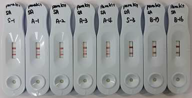 paratyphi 균주를 사용한 양성반응 검사