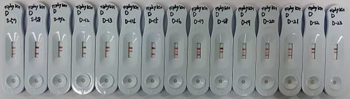 S. typhi 균주를 사용한 양성반응 검사