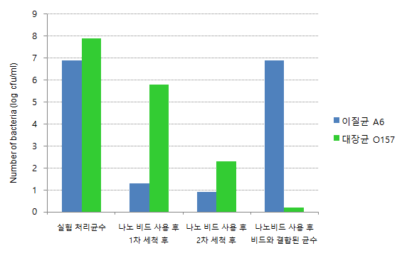 Trimer protein G와 이질균 A6에 대한 항체가 결합된 Ni-MNP 비드의 이질균 A6의 결합