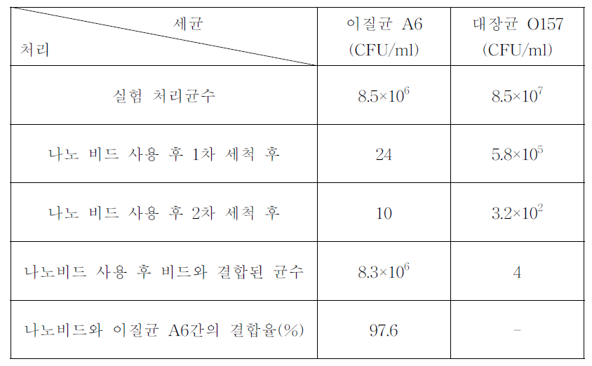 Trimer protein G와 이질균 A6에 대한 항체가 결합된 Ni-MNP 비드의 이질균 A6의 결합 효율