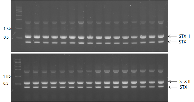 삼중복합체를 이용한 spike 검체에서 배양한 colony들의 PCR 결과 [STX I과 II 유전자를 가지는 colony = 100% (36/36)]