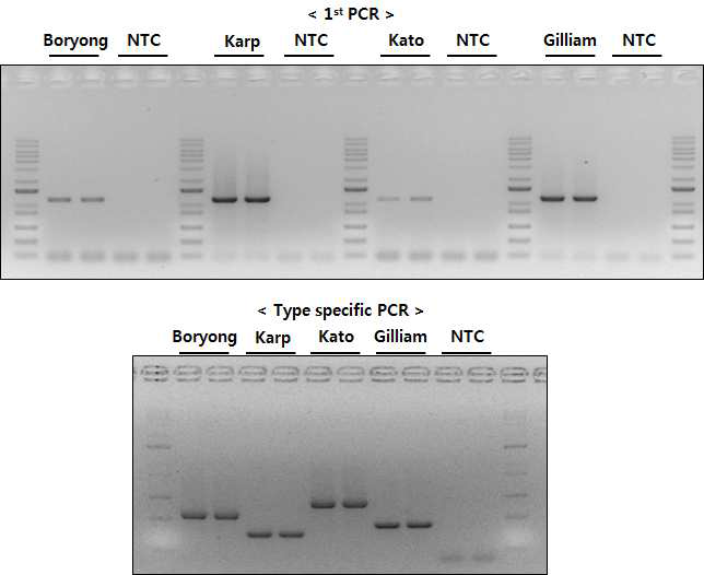 Type specific PCR Amplification of Orientia tsutsugamushi