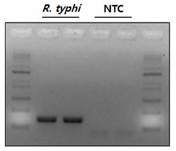 PCR Amplification of R. typhi