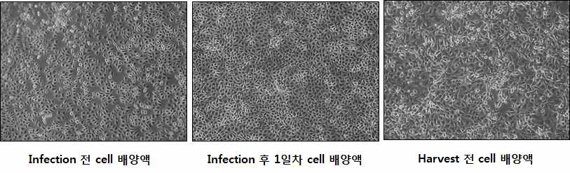 Confirmation of cultured cells