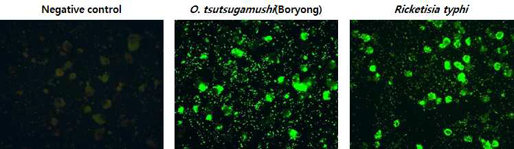 IFA results of Infection cell