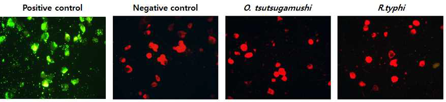 IFA results of inactivated cells after reinfection