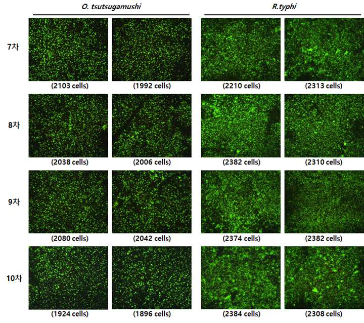 The validation results of antigen slides created with antigen production