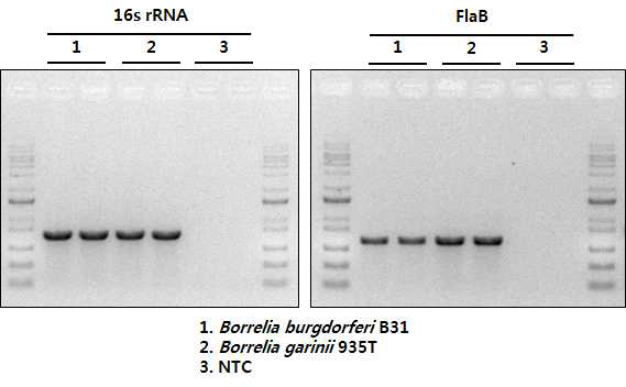 PCR Amplification of lyme disease strain