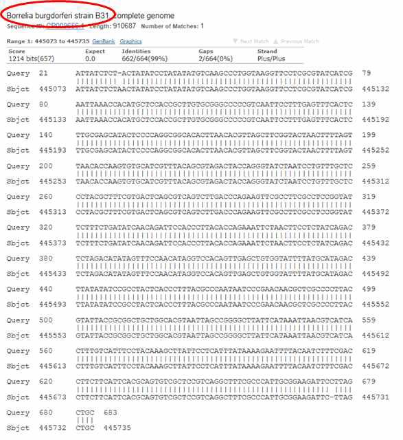 Sequence analysis of Borrelia burgdorferi B31 strain