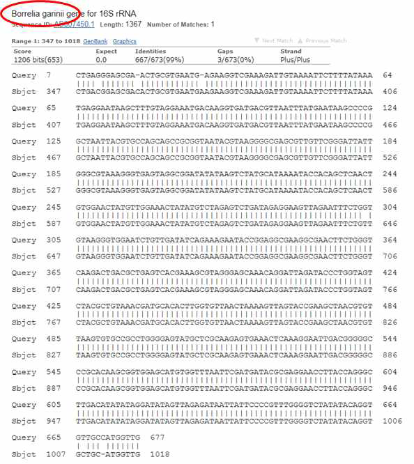 Sequence analysis of Borrelia garinii 935T strain