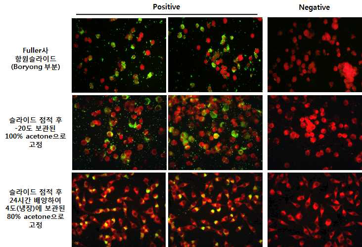 Comparison of production methods of infected cell slides