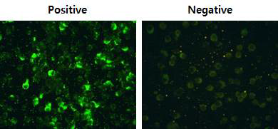 Identification of infected cell