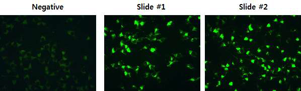 Identification of infected cell antigen slides