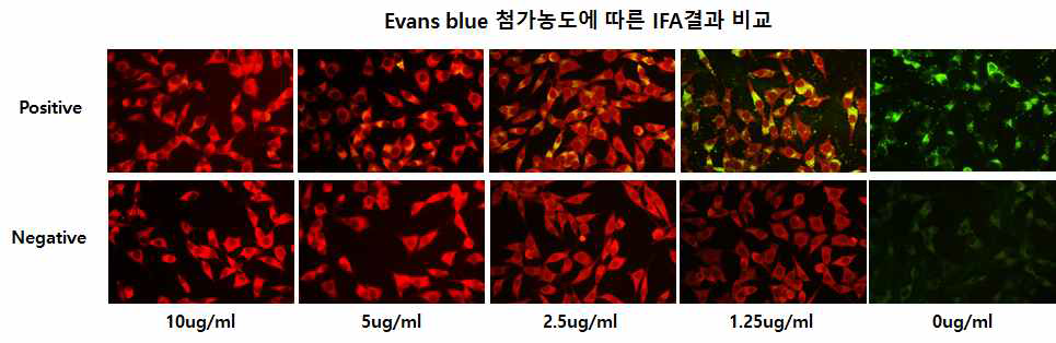 IFA results of Evans blue addition concentration)