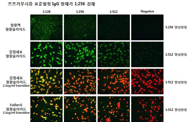 Comparison of IFA result between antigen slide and infected cell slide