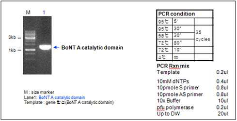 BoNT A catalytic domain PCR result