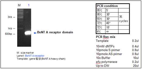 BoNT A receptor binding domain small PCR result