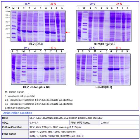 Botulinum toxin A receptor binding domain small(25kDa) optimization result