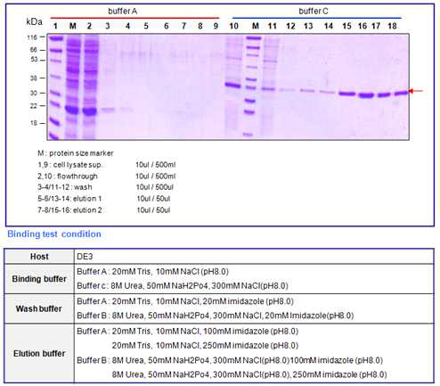BoNT A receptor binding domain small (25kDa) binding test result