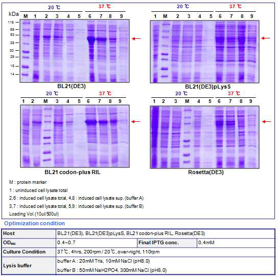 Botulinum toxin A receptor binding domain full(48kDa) optimization result
