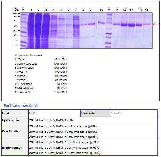 BoNT A receptor binding domain full (54kda) purification result