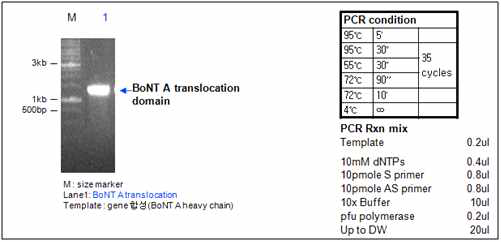 BoNT A translocation domain PCR result