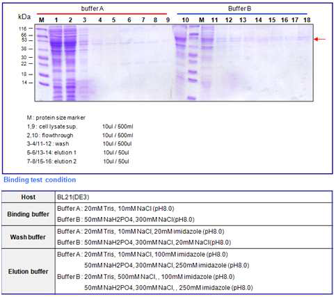 Botulinum toxin A translocation domain(45kDa) binding test result