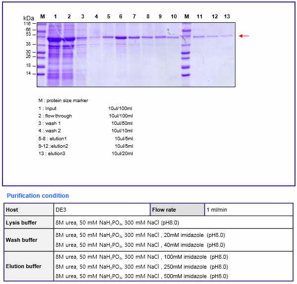 BoNT A translocation domain (45kDa) purification result