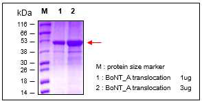 Purity and quantitative analysis of BoNT A translocation domain