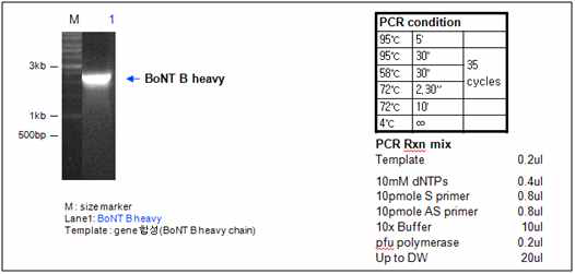 BoNT B heavy chain PCR result