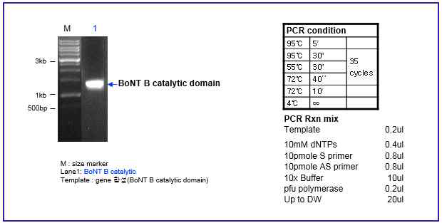 BoNT B catalytic domain PCR result