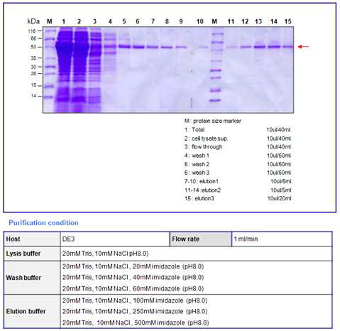 BoNT B catalytic domain (52kDa) purification result