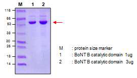Purity and quantitative analysis of BoNT B catalytic domain