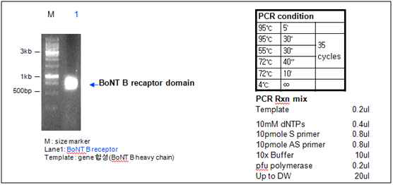 Botulinum toxin B receptor binding domain small PCR result