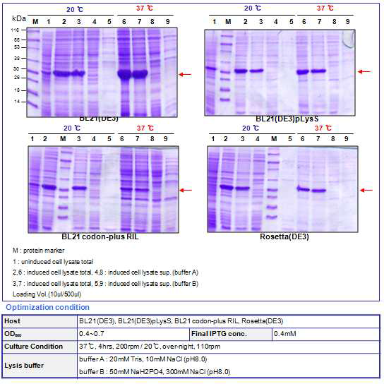 BoNT B receptor binding domain small (30kDa) optimization result