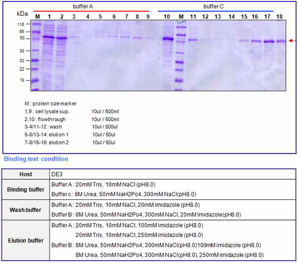 Botulinum toxin B receptor binding domain small (30kDa) purification result