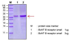 Purity and quantitative analysis of BoNT B receptor binding domain small