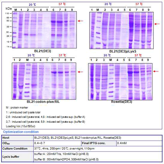 BoNT B receptor binding domain full (53kDa) optimization result