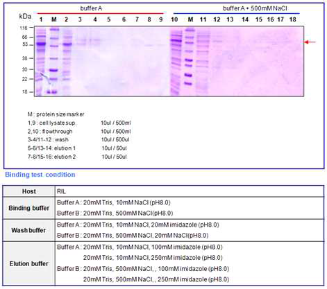 BoNT B receptor binding domain full (53kDa) binding test result