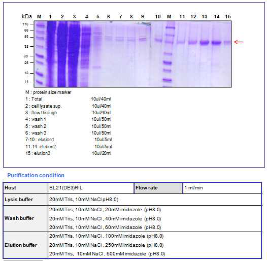 BoNT B receptor binding domain full (53kDa) purification result