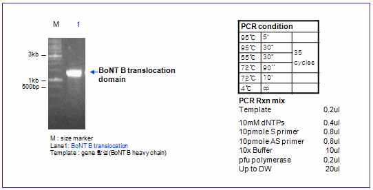 BoNT B translocation domain PCR result