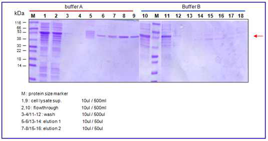 BoNT B translocation domain (45kDa) binding test restult